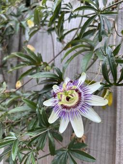 トケイソウの花の写真