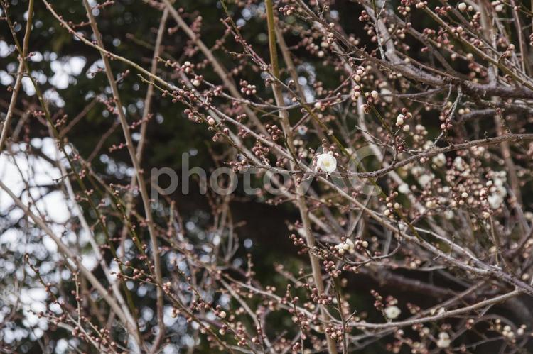農業公園の梅7（田原市） 梅,白梅,梅の花の写真素材