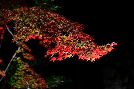 もみじ　紅葉 晩秋,夜の紅葉,美しい紅葉の写真素材