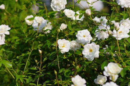 白いバラの花の写真