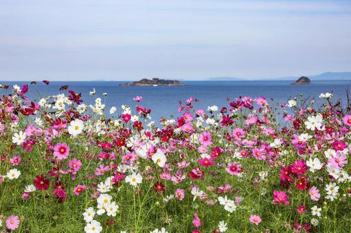 軍艦島(端島)展望所のコスモス 軍艦島(端島)展望所のコスモス コスモス,秋桜,コスモス園の写真素材