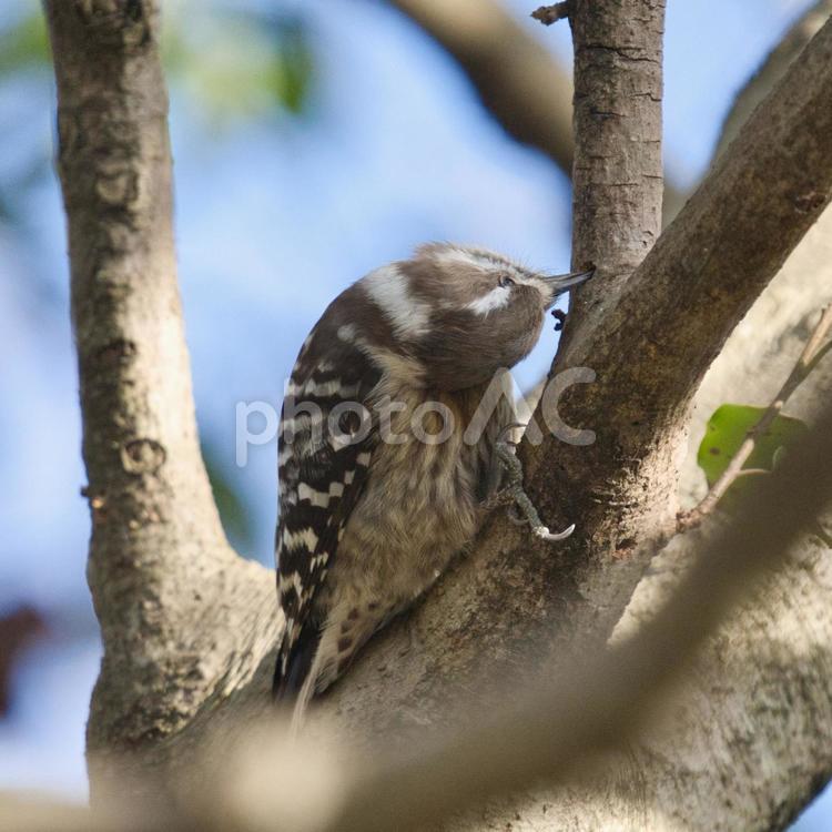 木の枝で休む小鳥③ 鳥,小鳥,野鳥の写真素材