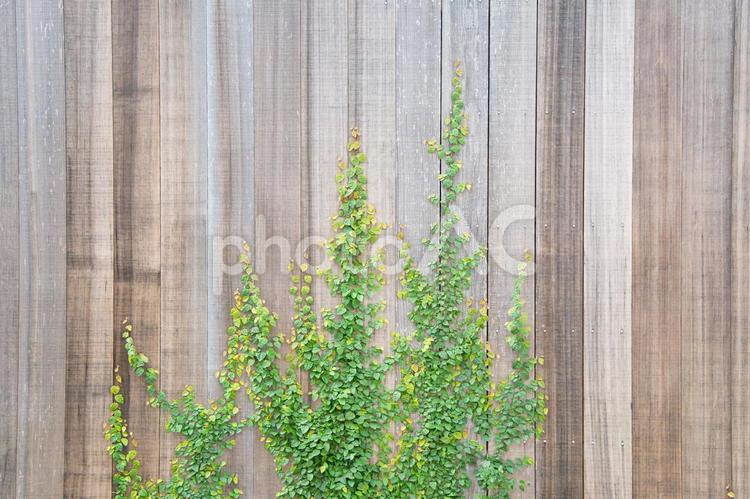 植物と板塀 板塀,壁,つるの写真素材
