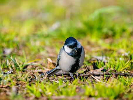 地面を歩くシジュウカラ 地面を歩くシジュウカラの写真