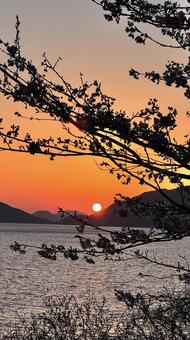 夕陽 夕陽,春,海の写真素材