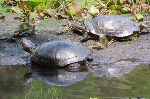蓮の池のカメ 蓮の池のカメの写真