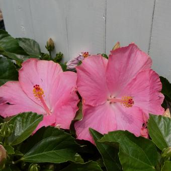 Hibiscus flower pink dimples summer flower, JPG