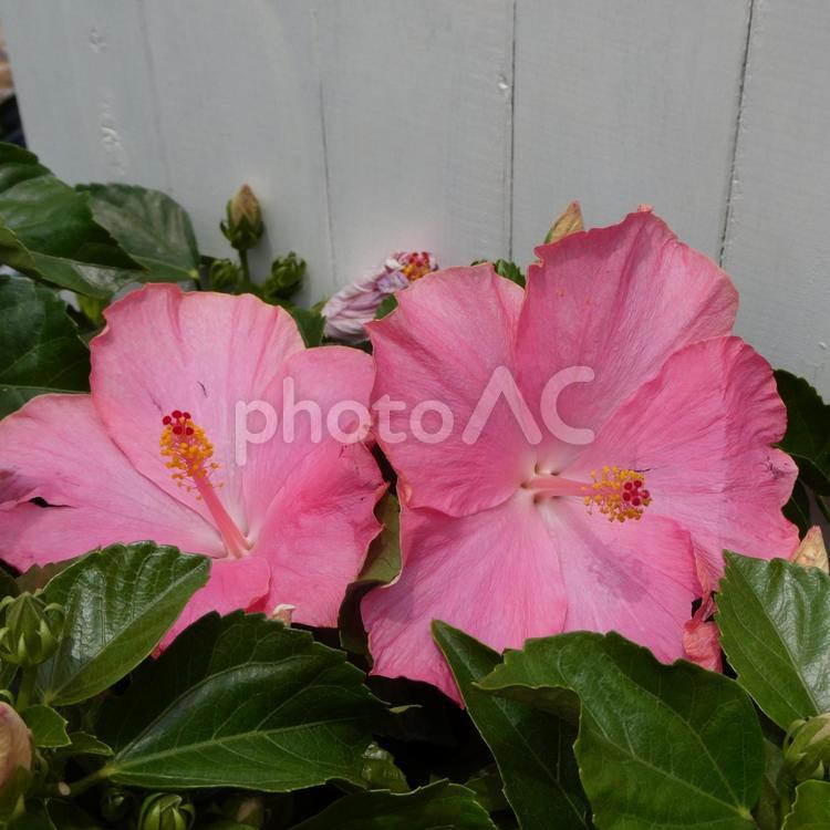 ハイビスカスの花　ピンクエクボ　夏の花 花,ハイビスカス,ピンクエクボの写真素材