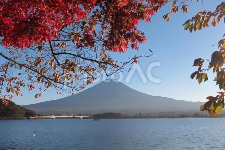 河口湖からの富士山と紅葉 富士山,河口湖,紅葉の写真素材