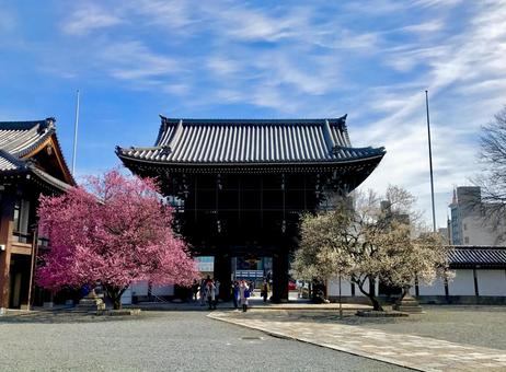 ウメの木とお寺 ウメの木とお寺 自然,花,景色の写真素材