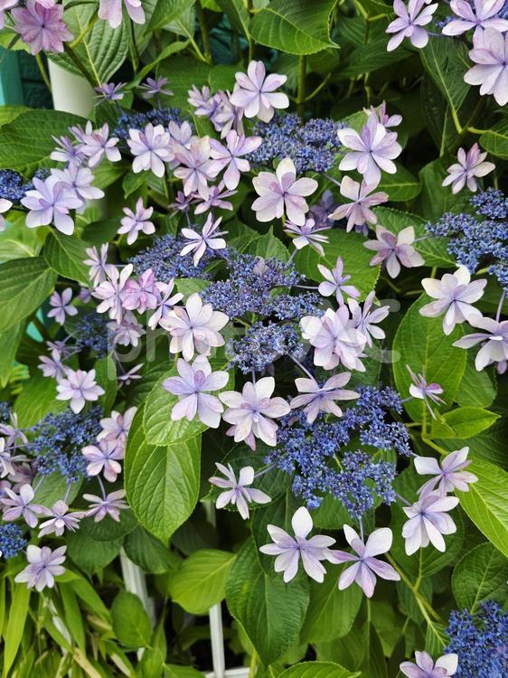 花　ヤマアジサイ 植物,花,ヤマアジサイの写真素材