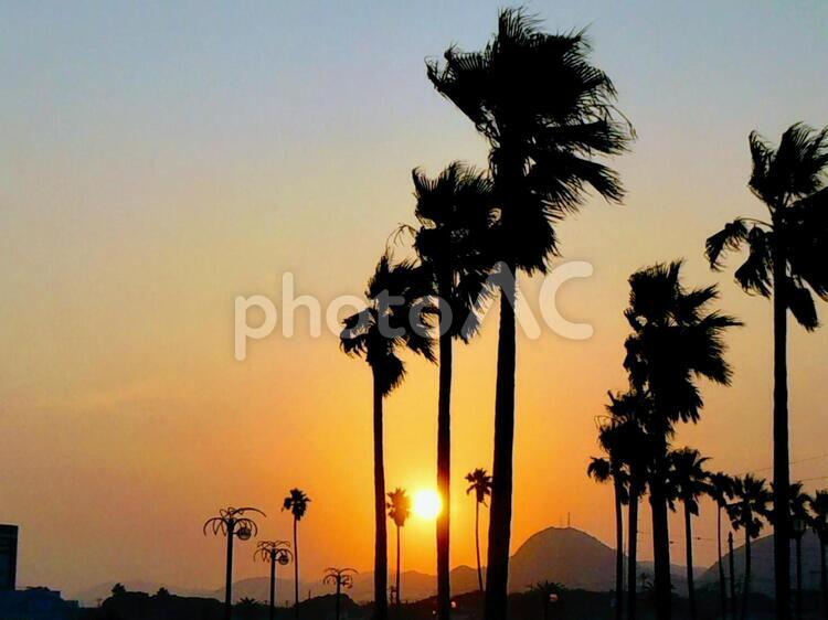 ヤシの木と夕日 夕焼け,夕方,サンセットの写真素材