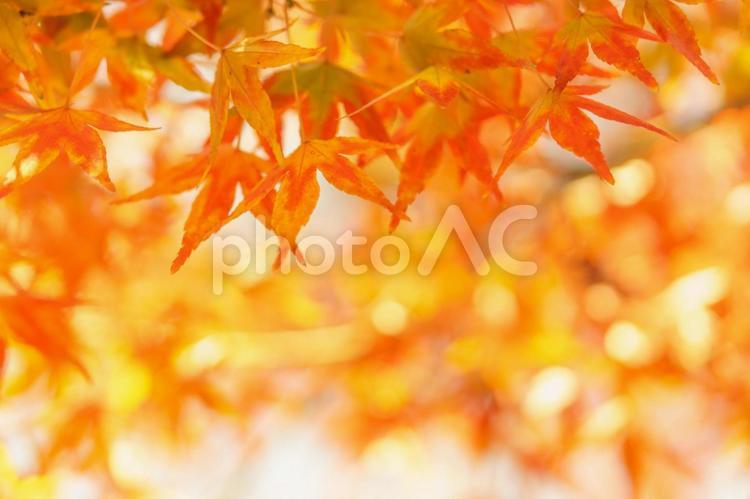 赤く染まるモミジの背景 秋,紅葉,モミジの写真素材