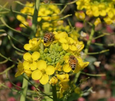 菜の花と蜂 菜の花と蜂の写真