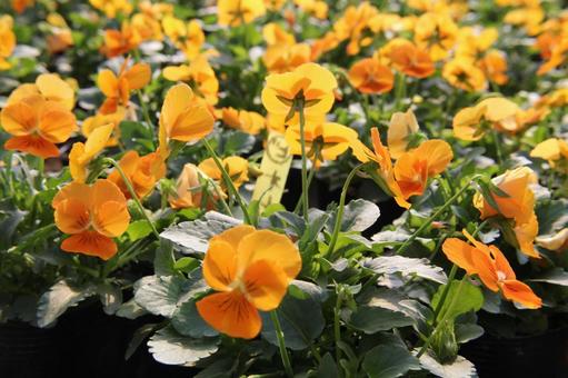 パンジー　咲く風景 花,可憐,色鮮やかの写真素材