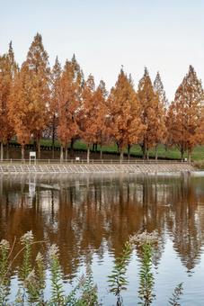 紅葉に染まるメタセコイア並木と水辺の景色 紅葉に染まるメタセコイア並木と水辺の景色 紅葉,メタセコイア,リフレクションの写真素材