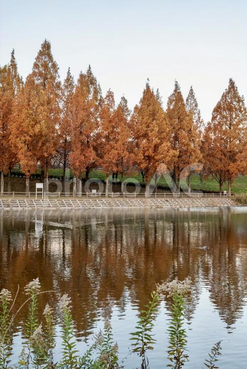 紅葉に染まるメタセコイア並木と水辺の景色 紅葉,メタセコイア,リフレクションの写真素材