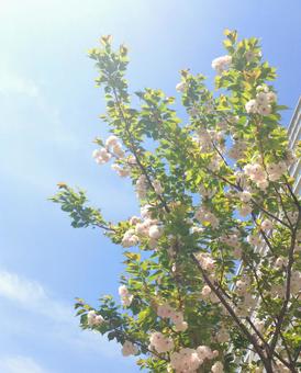 桜 桜の写真