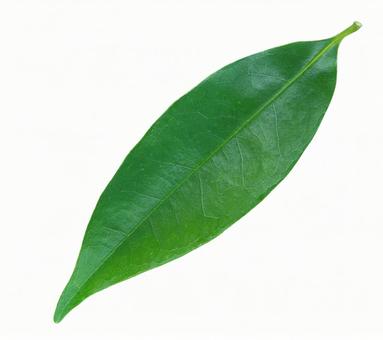 Leaf (clipping) Leaf (clipping)