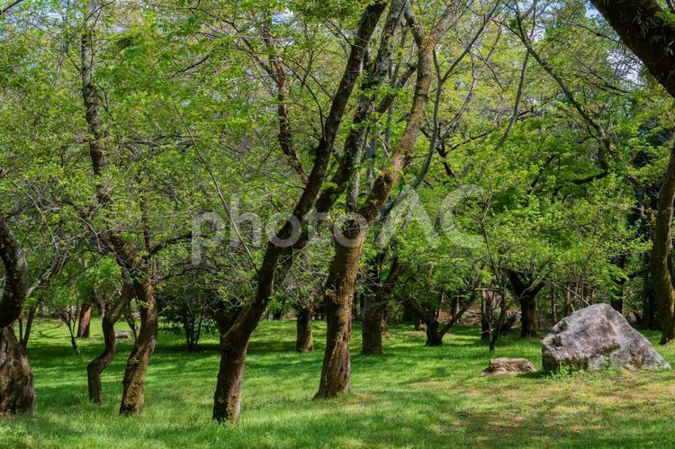 皇子が丘公園の木々 木,木々,森の写真素材