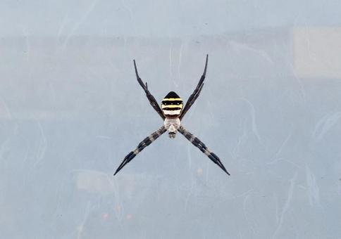 コガネグモ コガネグモ コガネグモ,蜘蛛,クモの写真素材