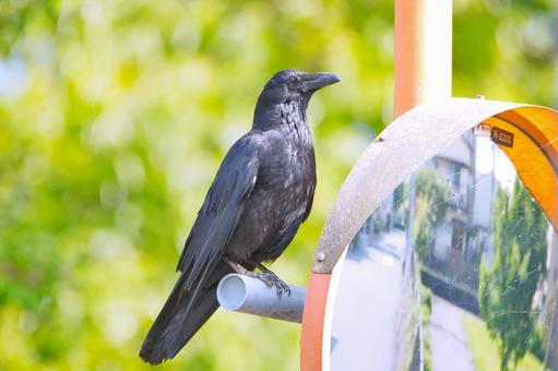 カラスの散歩 カラスの散歩の写真