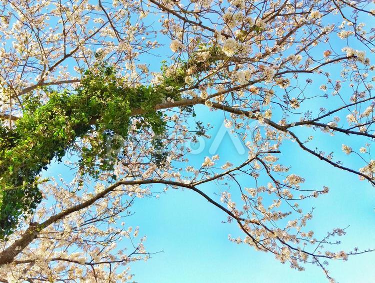 桜と緑 風景,春,自然の写真素材