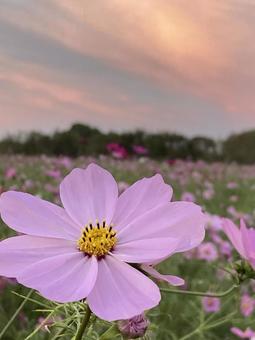 秋の夕暮れ時に咲きほこるコスモスの花の写真