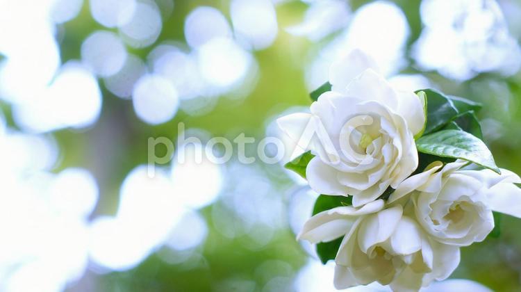 くちなしの花-138 クチナシ,ガーディニア,白の写真素材