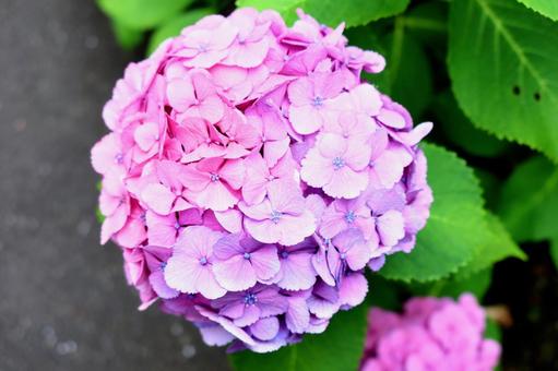 あじさい hydrangea あじさい hydrangeaの写真