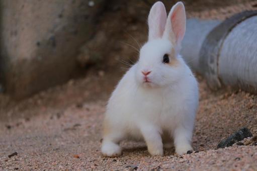 Photo, rabbit, baby, animal, 