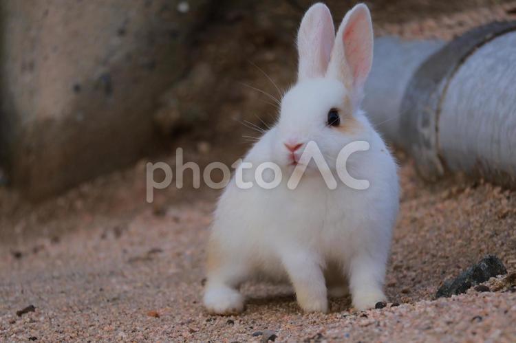 ウサギの赤ちゃん ウサギ,うさぎ,兎の写真素材