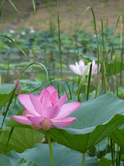 蓮の花0719a 蓮の花0719aの写真