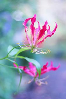 情熱的で炎のような赤いグロリオサリリー 情熱的で炎のような赤いグロリオサリリー 花,グロリオサリリー,炎の写真素材