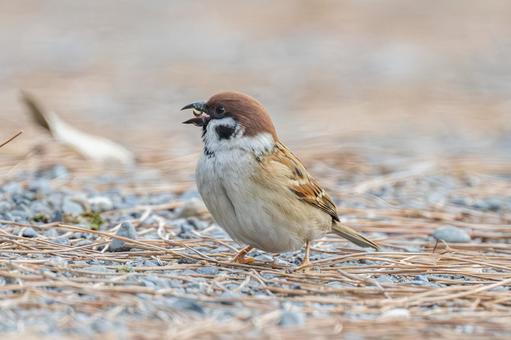 スズメ スズメ,野鳥,鳥の写真素材