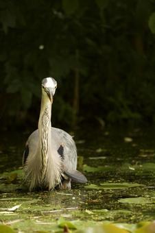 Grey Heron, JPG