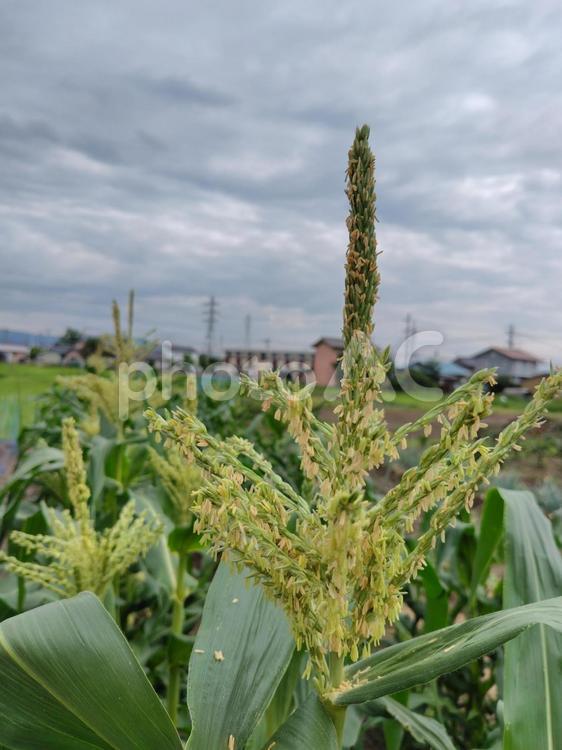 とうもろこしの花 野菜,自然,野菜の花の写真素材