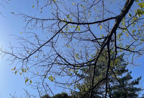 枯れ木と空 自然,空,ツリーの写真素材