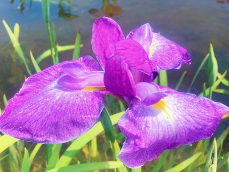 菖蒲の写真