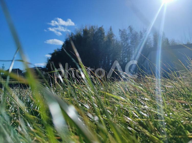朝日の当たる土手の雑草 自然,ふわふわ,1月の写真素材