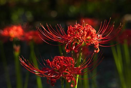 お彼岸に赤色に染める曼殊沙華 お彼岸に赤色に染める曼殊沙華の写真