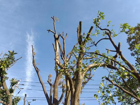 木 空,木,葉の写真素材