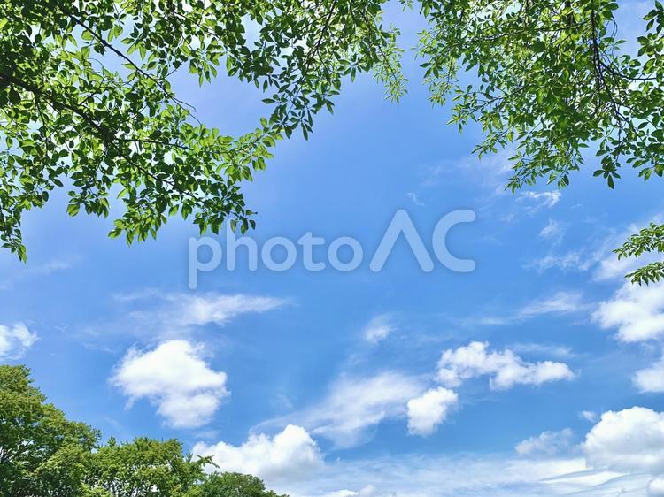 青空と葉っぱフレーム1 青空,葉っぱ,新緑の写真素材