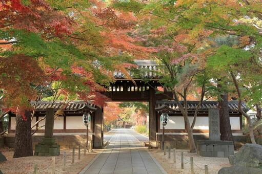 紅葉したもみじに囲まれた松戸市東漸寺 松戸市東漸寺,東漸寺総門,東漸寺の写真素材