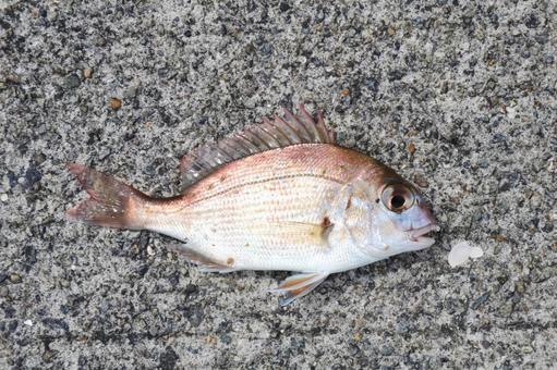 釣れた真鯛の幼魚・チャリコ 2 釣れた真鯛の幼魚・チャリコ 2の写真