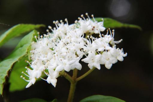 Photo, flowers and trees, macro, spring, 