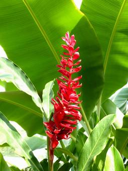 温室に展示されたレッドジンジャー レッドジンジャー,アカボゲットウ,アルピニアの写真素材