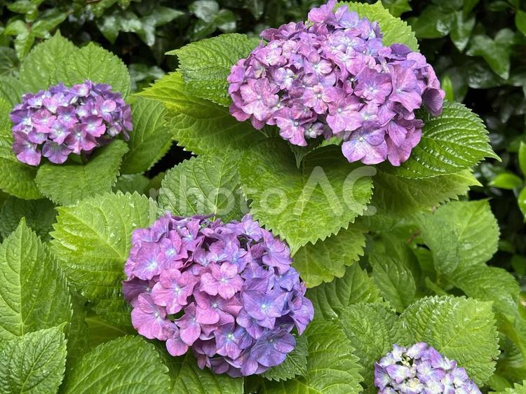 鮮やかに咲くピンク、紫色のアジサイの花 ピンク,紫,鮮やかの写真素材