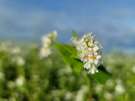 そばの花 そばの花,ソバ,蕎麦の写真素材