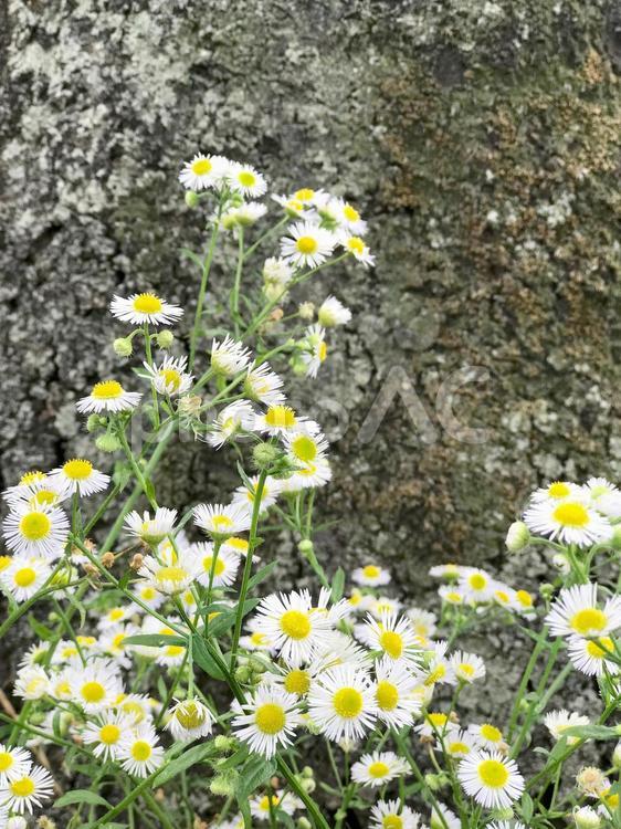 木元のヒメジョオン ヒメジョオン,白い花,雑草の写真素材
